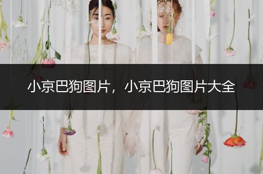 小京巴狗圖片，小京巴狗圖片大全