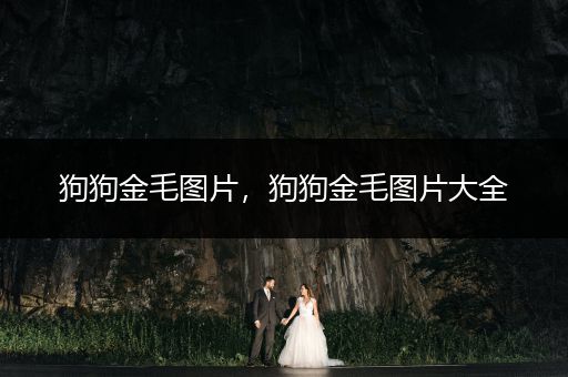 狗狗金毛圖片，狗狗金毛圖片大全