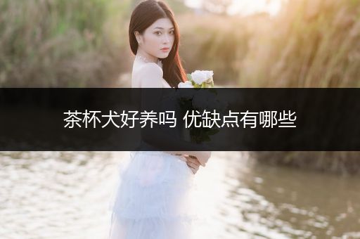 茶杯犬好養(yǎng)嗎 優(yōu)缺點有哪些