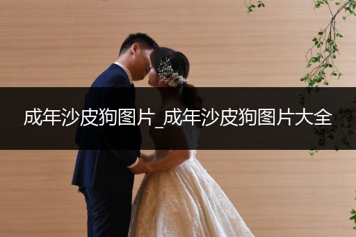 成年沙皮狗圖片_成年沙皮狗圖片大全