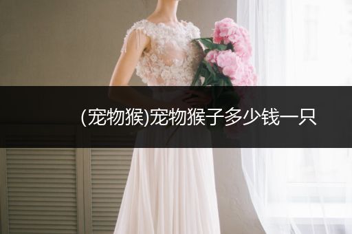 （寵物猴)寵物猴子多少錢一只