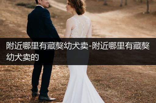 附近哪里有藏獒幼犬賣-附近哪里有藏獒幼犬賣的