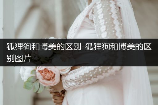 狐貍狗和博美的區(qū)別-狐貍狗和博美的區(qū)別圖片