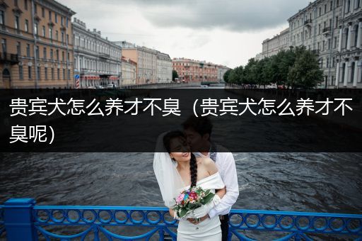 貴賓犬怎么養(yǎng)才不臭(貴賓犬怎么養(yǎng)才不臭呢)