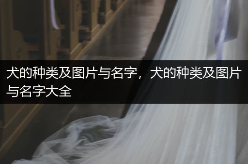 犬的種類(lèi)及圖片與名字，犬的種類(lèi)及圖片與名字大全
