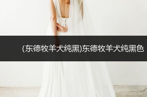 (東德牧羊犬純黑)東德牧羊犬純黑色