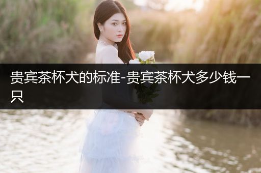 貴賓茶杯犬的標準-貴賓茶杯犬多少錢一只