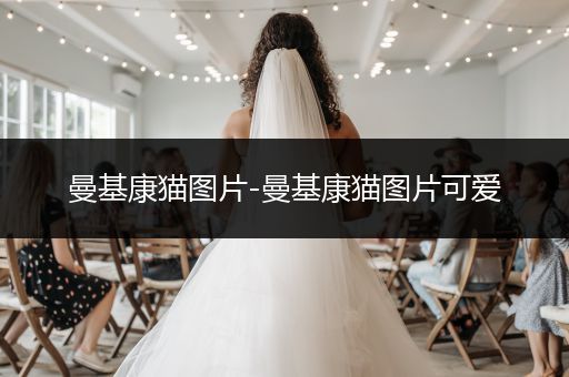 曼基康貓圖片-曼基康貓圖片可愛