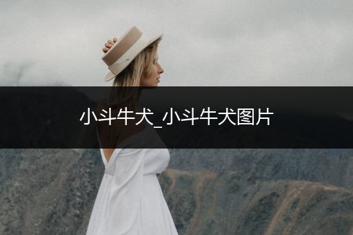 小斗牛犬_小斗牛犬圖片