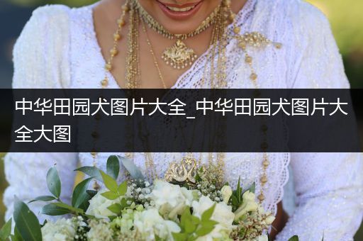 中華田園犬圖片大全_中華田園犬圖片大全大圖