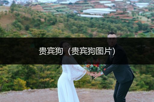 貴賓狗（貴賓狗圖片）