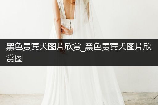 黑色貴賓犬圖片欣賞_黑色貴賓犬圖片欣賞圖