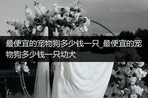 最便宜的寵物狗多少錢一只_最便宜的寵物狗多少錢一只幼犬