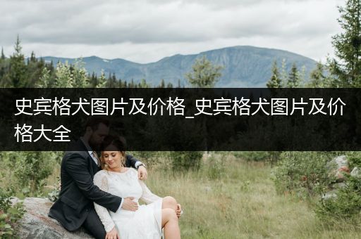 史賓格犬圖片及價(jià)格_史賓格犬圖片及價(jià)格大全