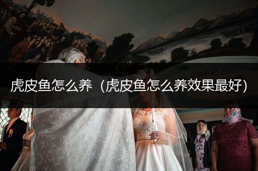 虎皮魚(yú)怎么養(yǎng)（虎皮魚(yú)怎么養(yǎng)效果最好）