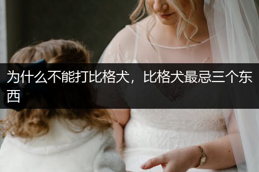 為什么不能打比格犬，比格犬最忌三個(gè)東西