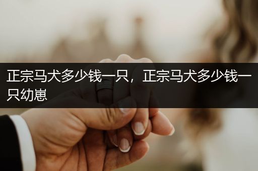 正宗馬犬多少錢一只，正宗馬犬多少錢一只幼崽