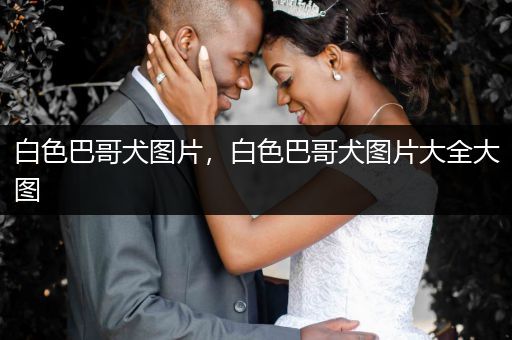 白色巴哥犬圖片，白色巴哥犬圖片大全大圖