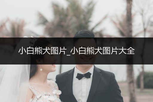 小白熊犬圖片_小白熊犬圖片大全