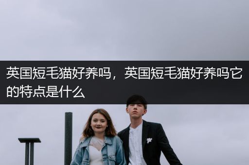英國短毛貓好養(yǎng)嗎，英國短毛貓好養(yǎng)嗎它的特點是什么