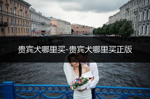 貴賓犬哪里買(mǎi)-貴賓犬哪里買(mǎi)正版