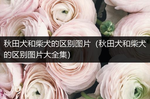 秋田犬和柴犬的區(qū)別圖片（秋田犬和柴犬的區(qū)別圖片大全集）