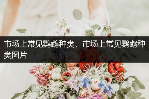 市場(chǎng)上常見鸚鵡種類，市場(chǎng)上常見鸚鵡種類圖片