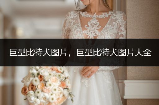 巨型比特犬圖片,巨型比特犬圖片大全