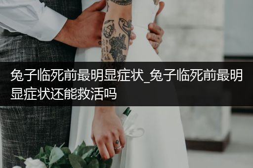 兔子臨死前最明顯癥狀_兔子臨死前最明顯癥狀還能救活嗎