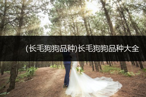 （長毛狗狗品種)長毛狗狗品種大全