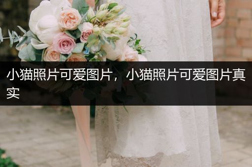 小貓照片可愛(ài)圖片，小貓照片可愛(ài)圖片真實(shí)