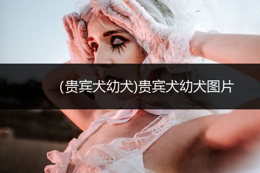 （貴賓犬幼犬)貴賓犬幼犬圖片