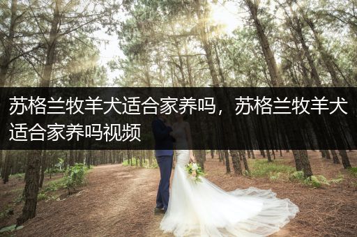 蘇格蘭牧羊犬適合家養(yǎng)嗎，蘇格蘭牧羊犬適合家養(yǎng)嗎視頻