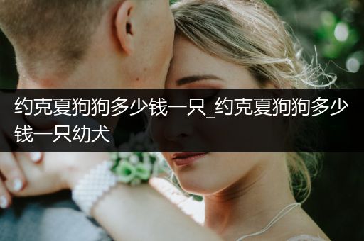 約克夏狗狗多少錢一只_約克夏狗狗多少錢一只幼犬