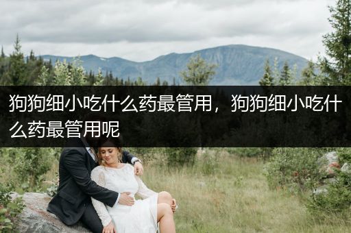 狗狗細(xì)小吃什么藥最管用，狗狗細(xì)小吃什么藥最管用呢
