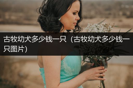 古牧幼犬多少錢一只（古牧幼犬多少錢一只圖片）