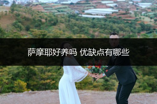 薩摩耶好養(yǎng)嗎 優(yōu)缺點有哪些