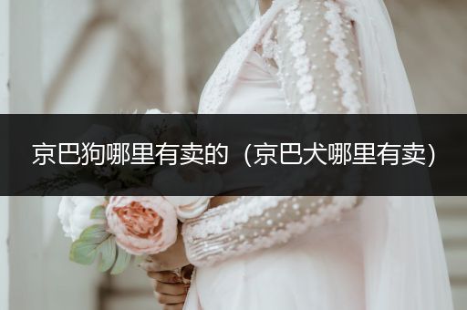 京巴狗哪里有賣的（京巴犬哪里有賣）