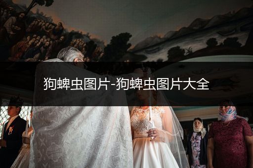 狗蜱蟲圖片-狗蜱蟲圖片大全