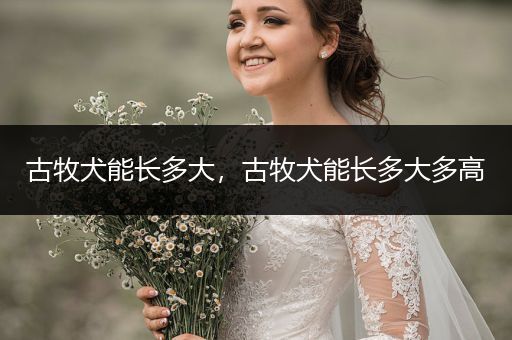 古牧犬能長多大，古牧犬能長多大多高