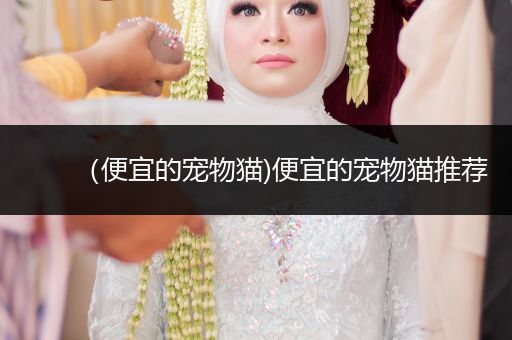 （便宜的寵物貓)便宜的寵物貓推薦