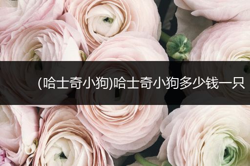 （哈士奇小狗)哈士奇小狗多少錢一只