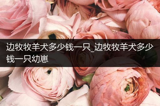 邊牧牧羊犬多少錢(qián)一只_邊牧牧羊犬多少錢(qián)一只幼崽