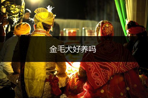 金毛犬好養(yǎng)嗎 