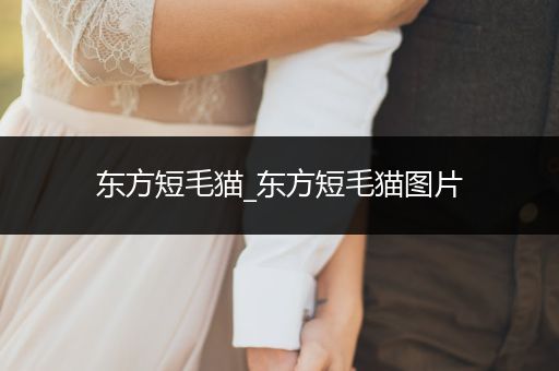 東方短毛貓_東方短毛貓圖片