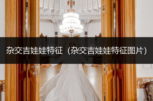 雜交吉娃娃特征（雜交吉娃娃特征圖片）