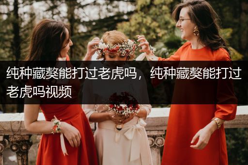 純種藏獒能打過(guò)老虎嗎，純種藏獒能打過(guò)老虎嗎視頻