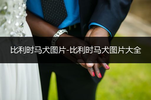 比利時馬犬圖片-比利時馬犬圖片大全