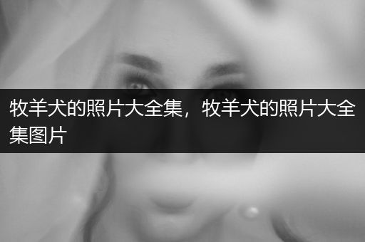 牧羊犬的照片大全集，牧羊犬的照片大全集圖片