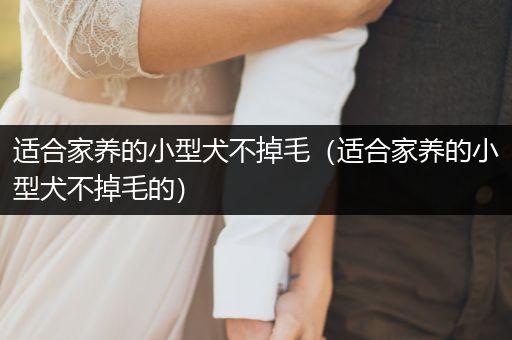 適合家養(yǎng)的小型犬不掉毛（適合家養(yǎng)的小型犬不掉毛的）